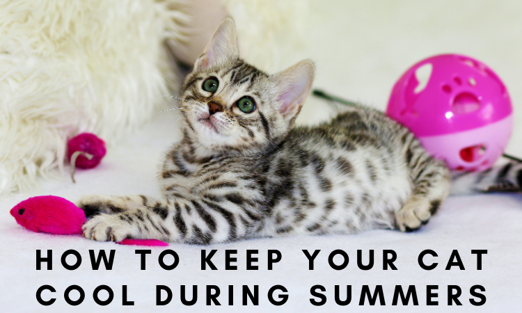 How to Keep Your catcool During summers