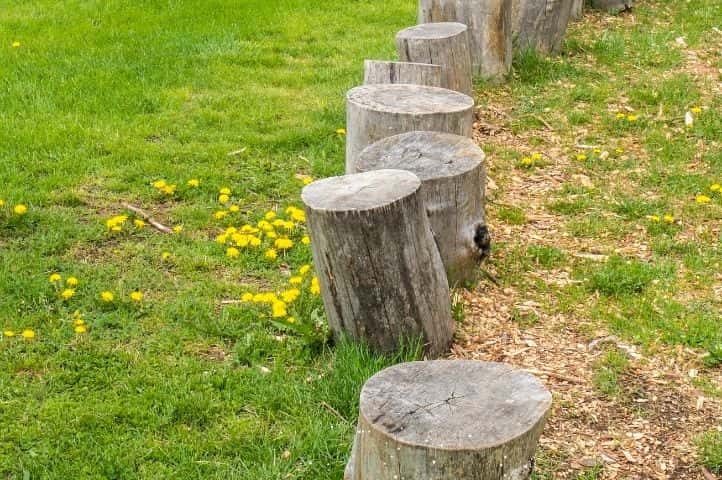 THE STUMPS OF THE TREES, A PROBLEM TO BE SOLVED