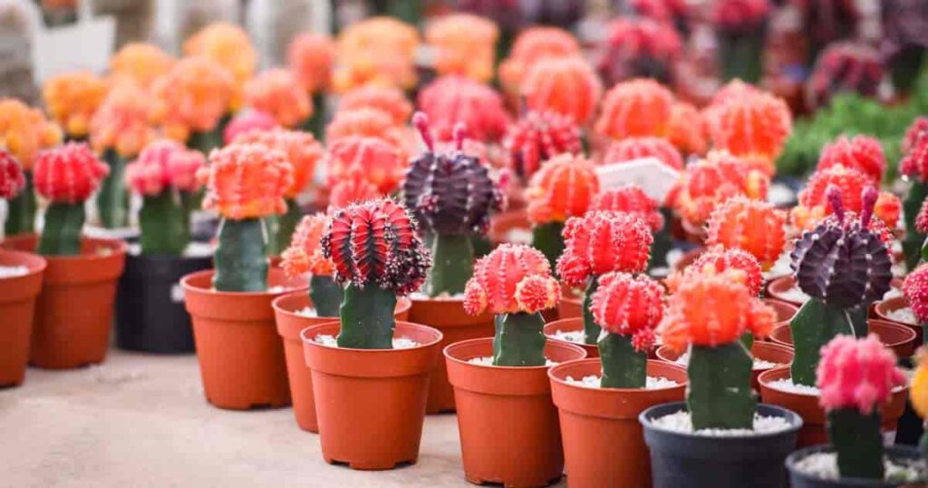 Gymnocalycium cactus with colors