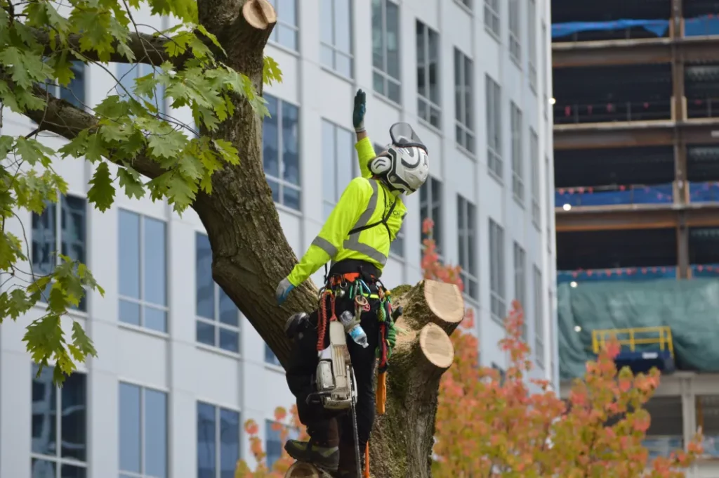 The Ultimate Guide to Tree Service in Saint Louis: Expert Tips and Insights